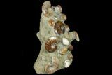 Tall, Composite Ammonite Fossil Sculpture #120584-1